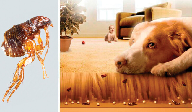 Места обитания блох в прикроватных коврах и текстиле