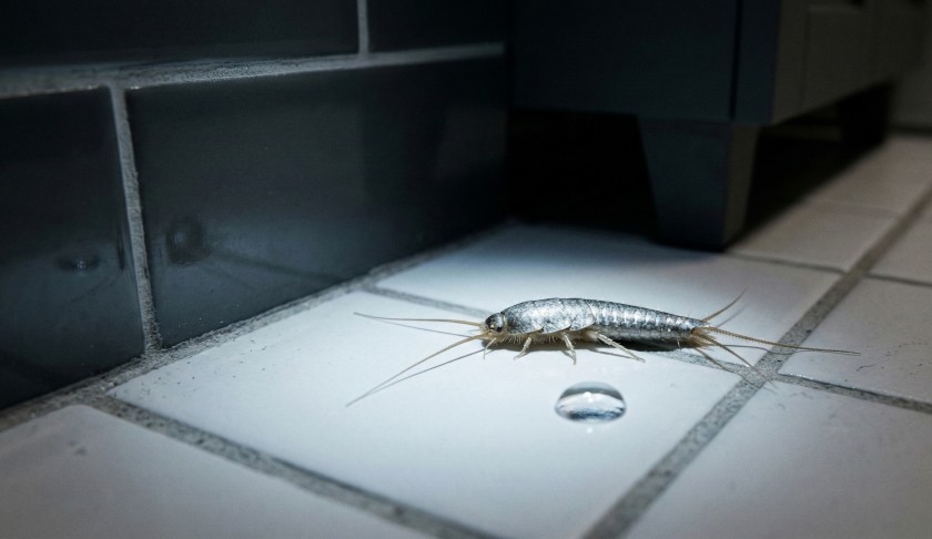 Чешуйница в ванной