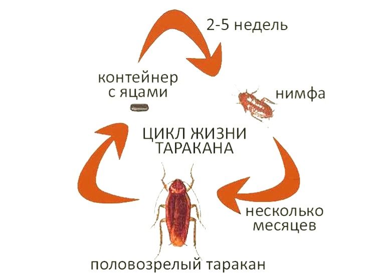 Жизненный цикл таракана