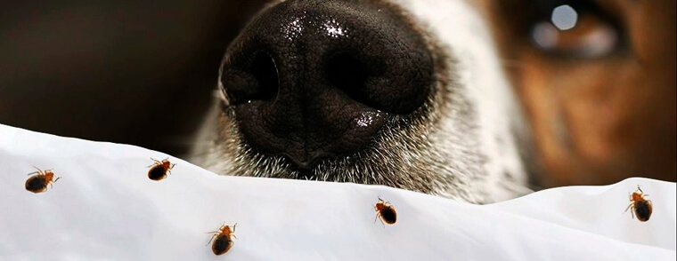 Собака К9 помогает найти очаги клопов перед эко дезинсекцией.