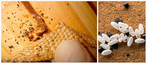 Яйца и гнездо постельных клопов крупным планом