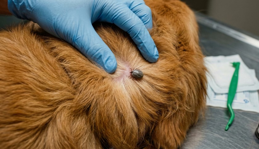 Клещ на собаке