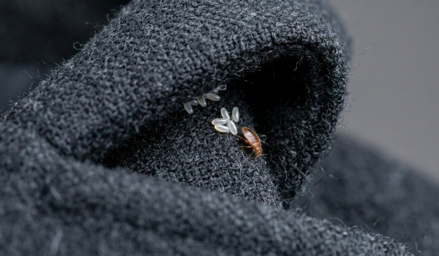 Постельный клоп на одежде