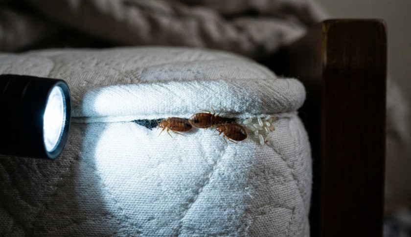 Клопы на матрасе