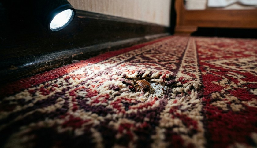 Постельный клоп и гнездо с яйцами на ковре