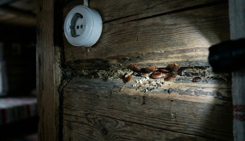 Гнездо постельных клопов в щели деревянного бруса