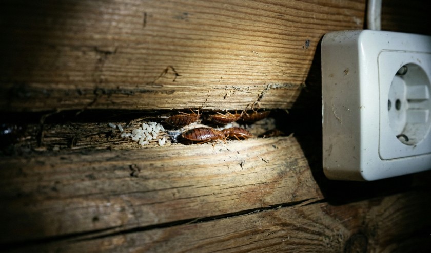 Гнездо клопов в глубокой щели деревянного бруса