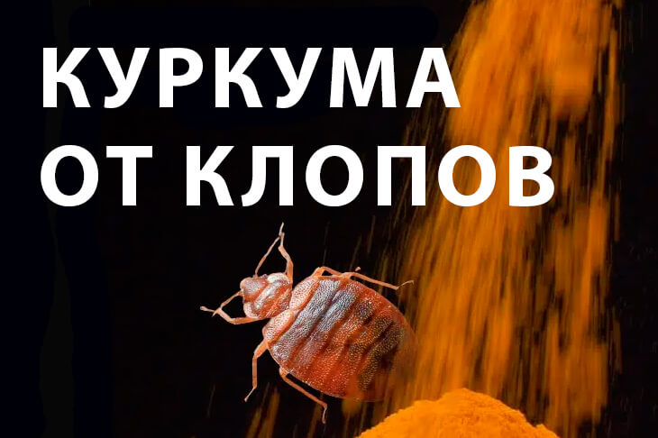 Куркума против постельных клопов: правда о «натуральном» способе