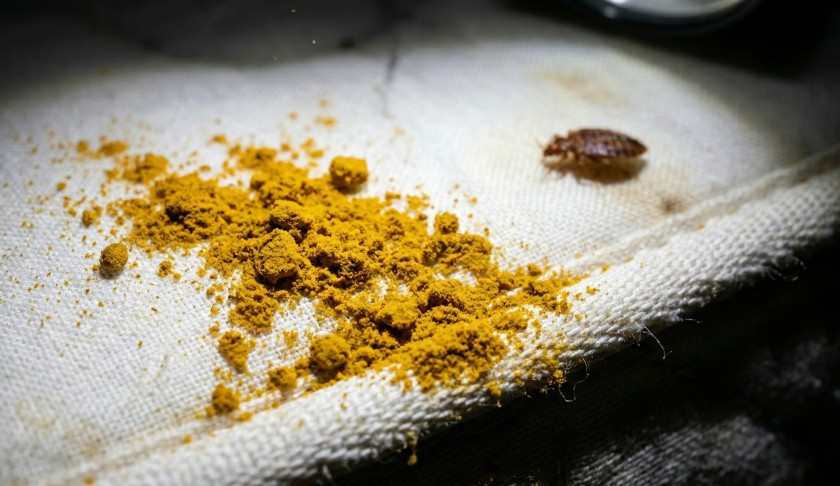 Куркума против постельных клопов