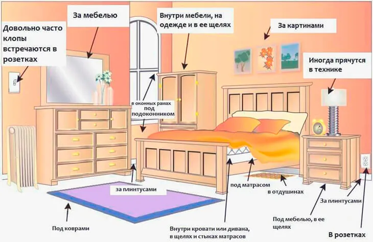 Места обитания постельных клопов в квартире