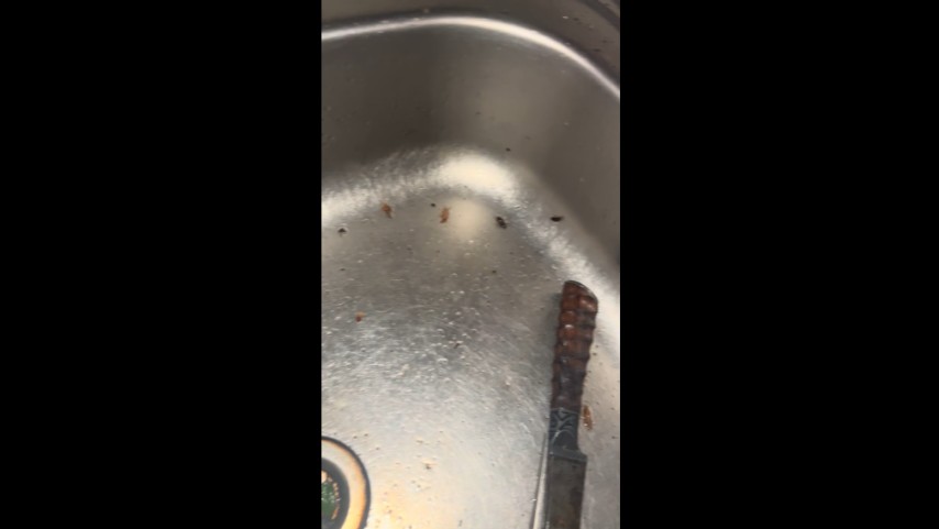 Гибель тараканов после дезинсекции