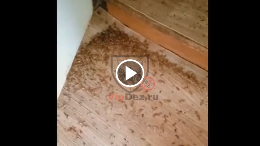 Результат уничтожения тараканов на кухне