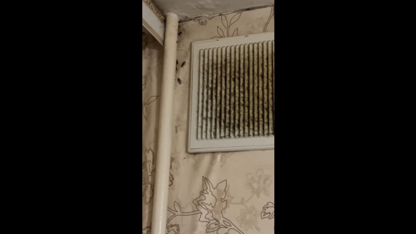 Вентиляция как «магистраль» для тараканов: биологический анализ и методы защиты