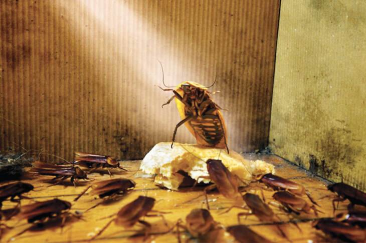 Тараканы в доме, в квартире