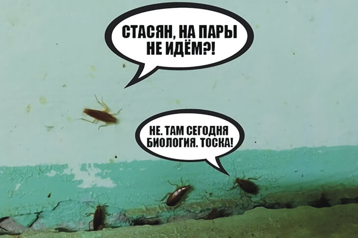 Избавление от тараканов в общежитии