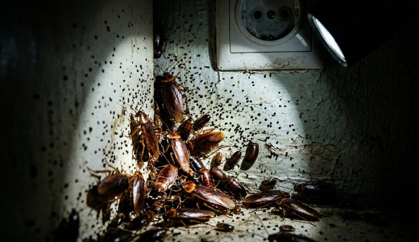 Гнездо тараканов