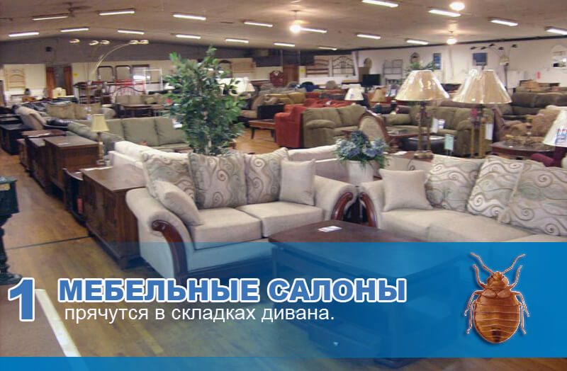 Мебельные салоны. Клопы прячутся в складках дивана. Мебельные салоны. Клопы прячутся в складках дивана.
