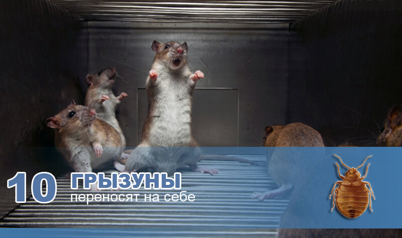 Грызуны переносят на себе Грызуны переносят на себе.