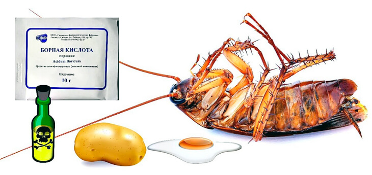 Борная кислота от тараканов.