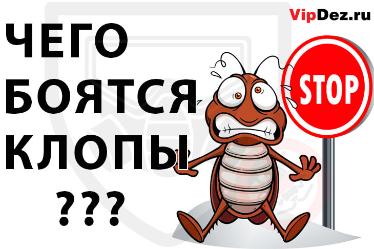 Чего боятся клопы?