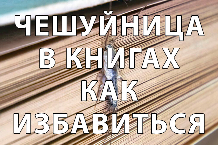 Чешуйница в книгах: как защитить домашнюю библиотеку от насекомых