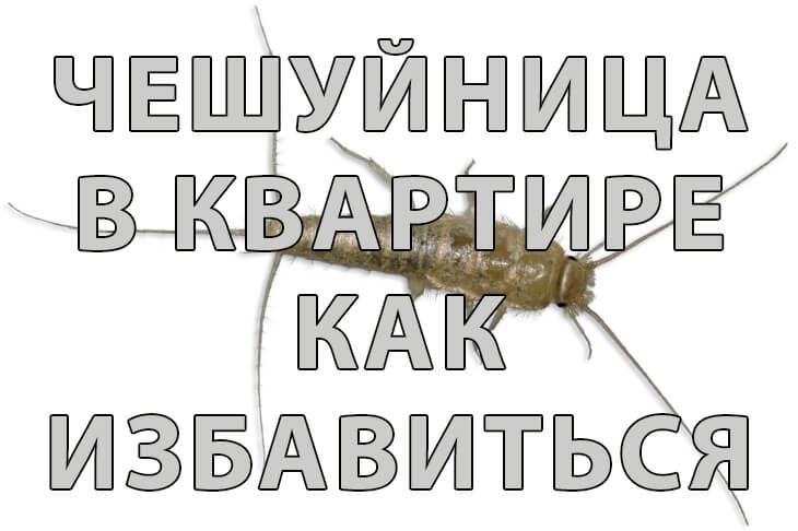 Чешуйница в квартире: причины появления и как избавиться во влажных помещениях