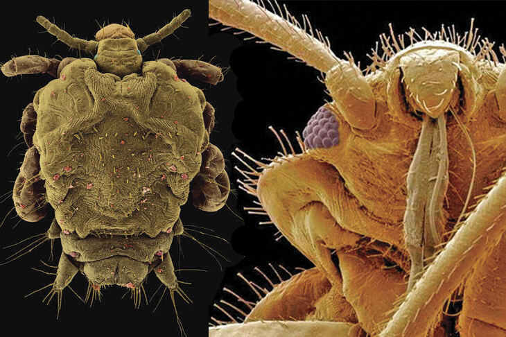 Чесоточный клещ и его отличие от постельного клопа