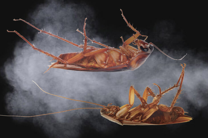 Дым, пар и газ от тараканов