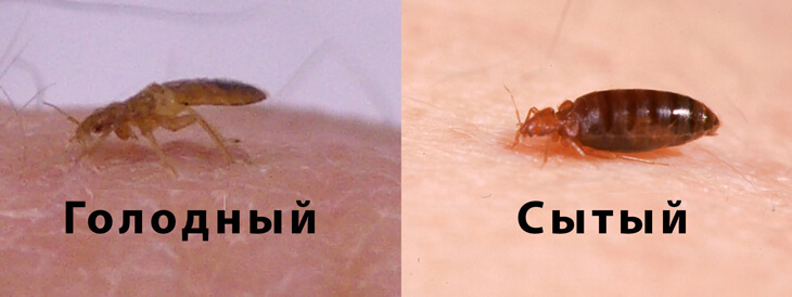 Фото сравнения голодного и сытого клопа.