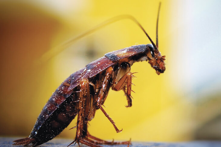 Как долго живут тараканы