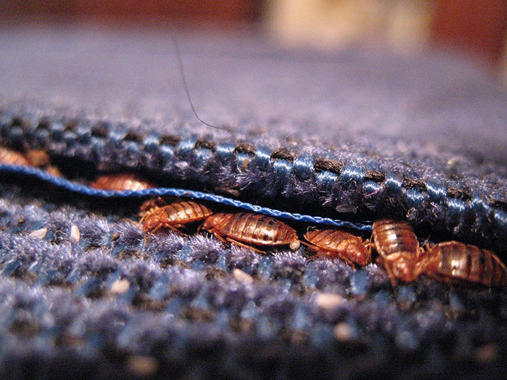 Постельные клопы в диване, кресле, кровати. Как избавиться?