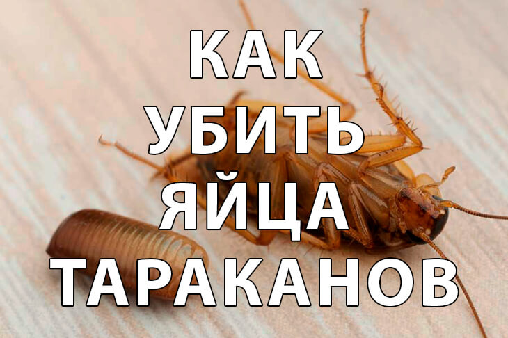 Как убить яйца тараканов в квартире: 6 рабочих и безопасных способов
