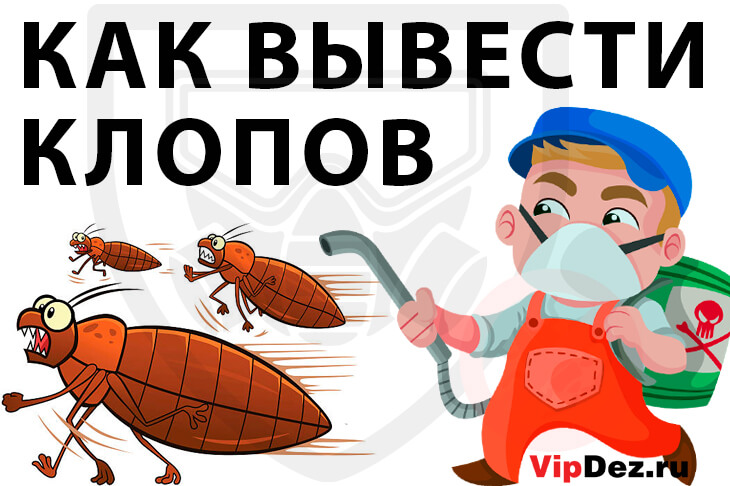 Как вывести клопов из квартиры самостоятельно: подробное руководство от частного дезинфектора