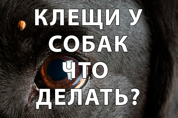 Клещи у собак: профилактика, защита и первые действия после укуса