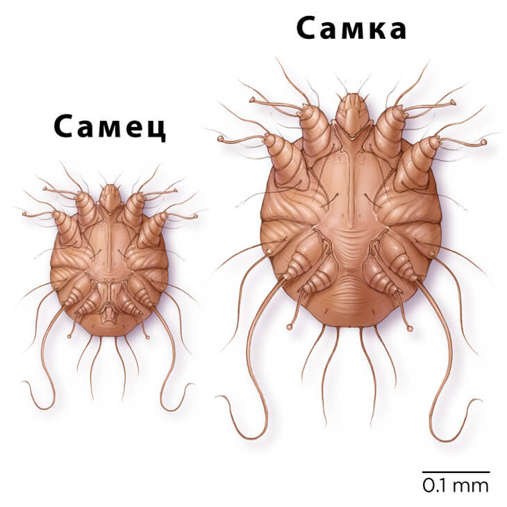 Самец и самка чесоточного зудня.