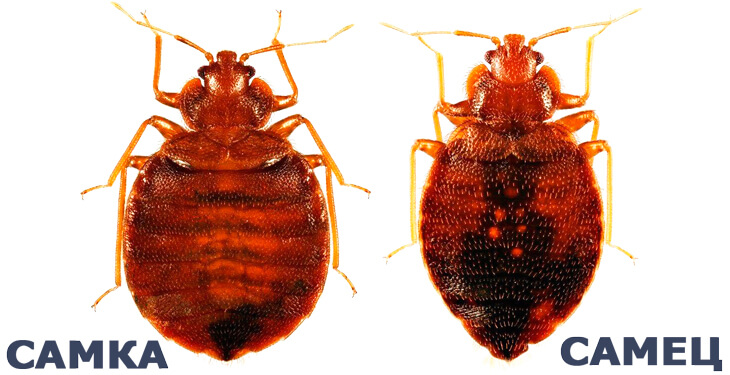 Постельные клопы, кто они такие? Фото самки и самца постельного клопа.