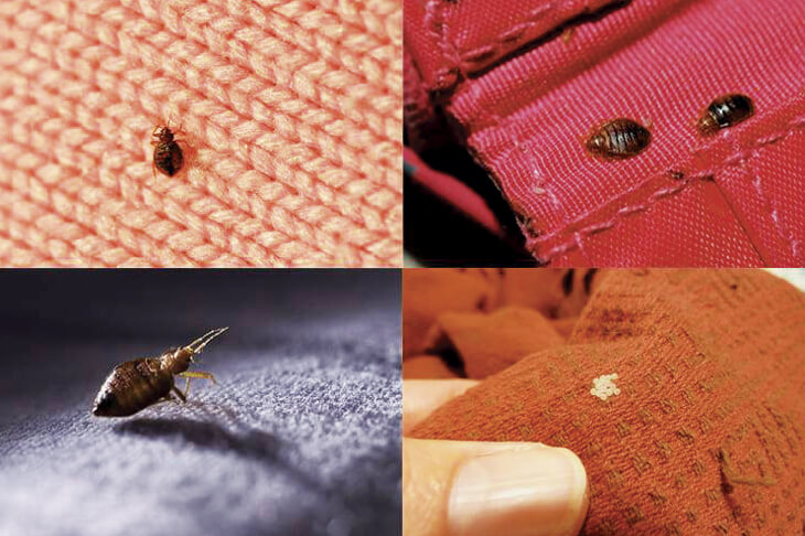 Как избавиться от клопов на одежде?