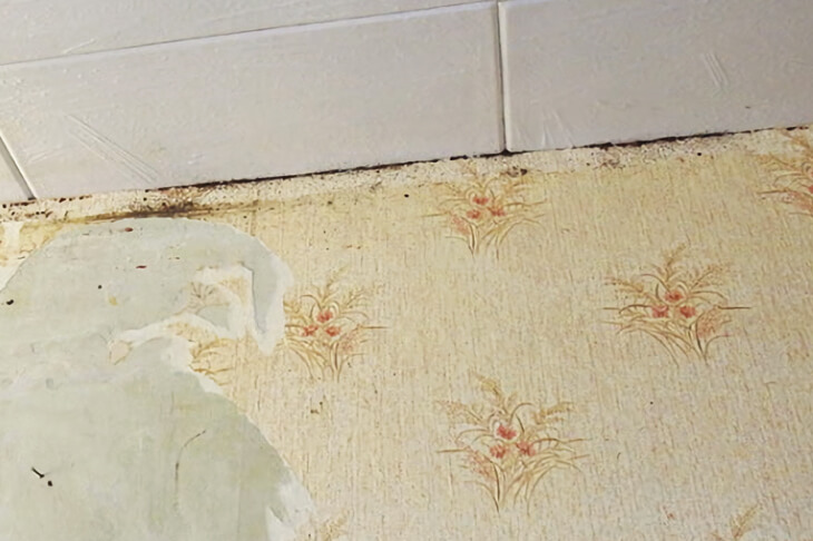 Натяжные и подвесные потолки зараженные клопами