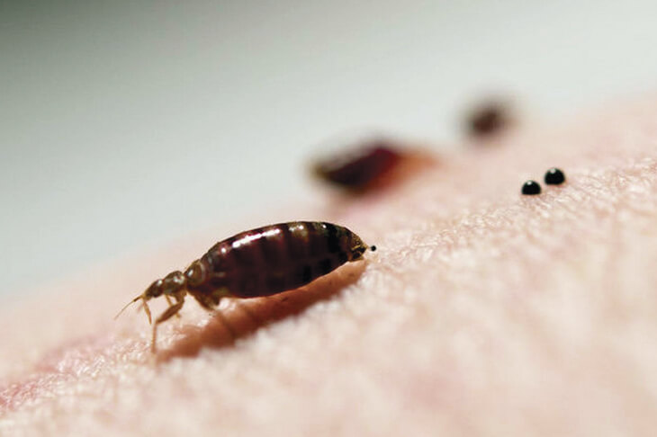 Клопы у соседей, ползут, что делать?