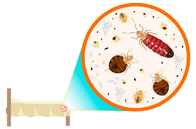 Паразиты в постели. Меры противодействия и средства. Где прячется постельный клоп в кровати