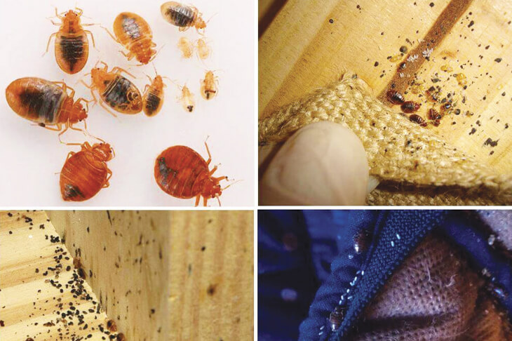 Постельные клопы в квартире. Как найти и где обнаружить?