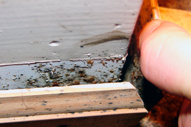 Постельные клопы под плинтусом: как найти гнёзда и вывести их надолго