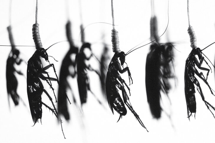 Ловушки для тараканов