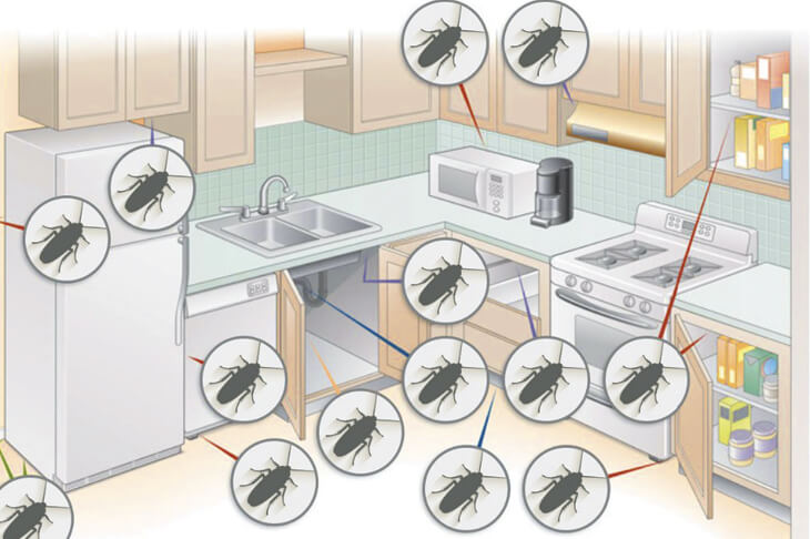 Места обитания тараканов