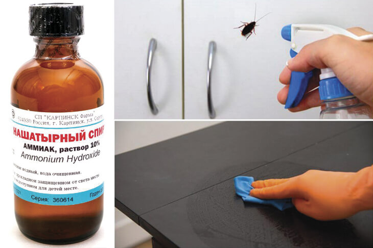 Нашатырь от тараканов, его свойства и их реакция
