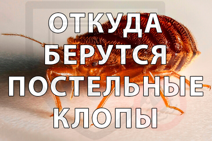 Откуда берутся клопы в квартире?