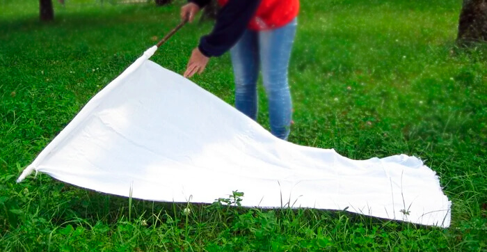 Как обработать участок от клещей: советы частного дезинфектора Человек с длинной палкой с белой тряпкой ловит клещей в траве