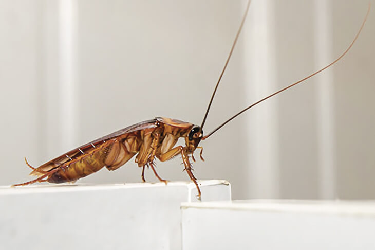 Польза от тараканов. Чем они могут быть полезны?