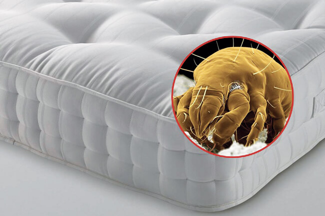 Паразиты в постели. Меры противодействия и средства. Место обитания чесоточного зудня