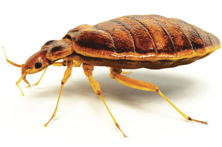 Привычки и поведение постельных клопов.